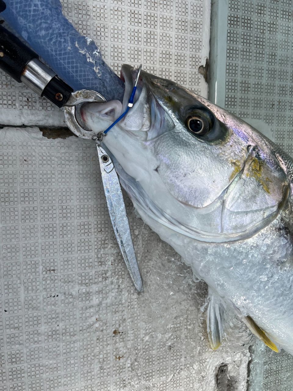 遊漁船たかくらさんの釣果 2枚目の画像