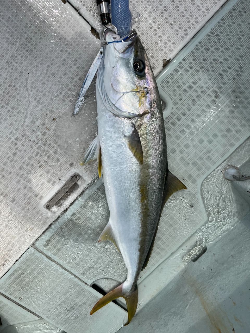 遊漁船たかくらさんの釣果 3枚目の画像