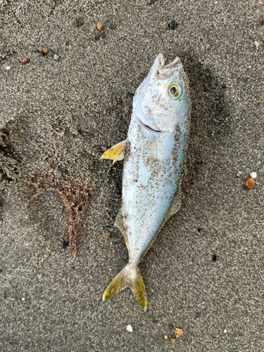 ワカシの釣果