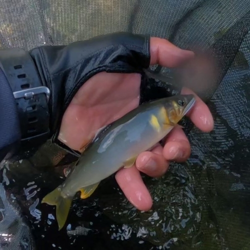 アユの釣果