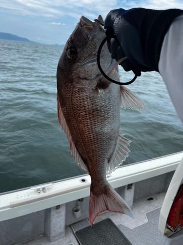 マダイの釣果