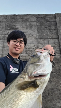 タイリクスズキの釣果