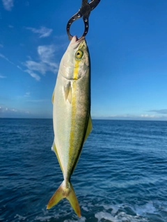 ワカシの釣果