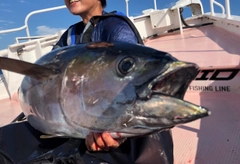 キハダマグロの釣果