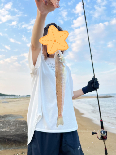 キスの釣果