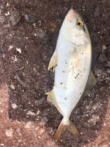 カンパチの釣果