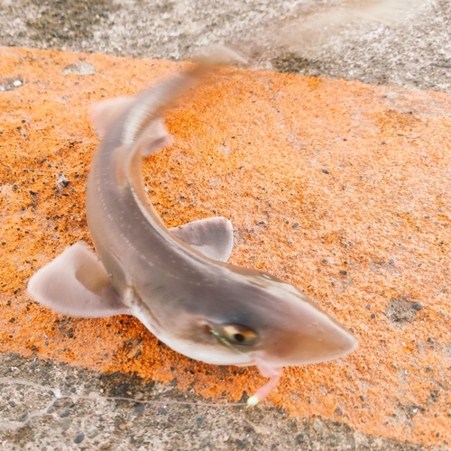 サメの釣果