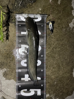 ナマズの釣果