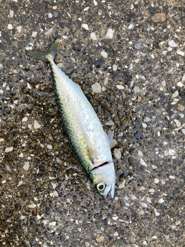 サバの釣果