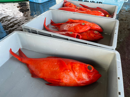 キンメダイの釣果