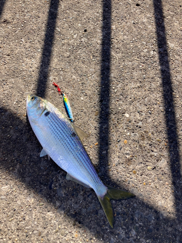 コノシロの釣果