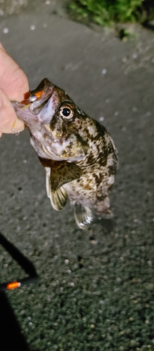 クロソイの釣果