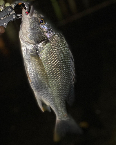 キビレの釣果