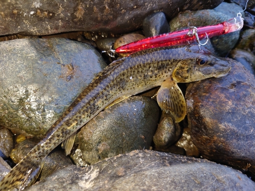 カマツカの釣果