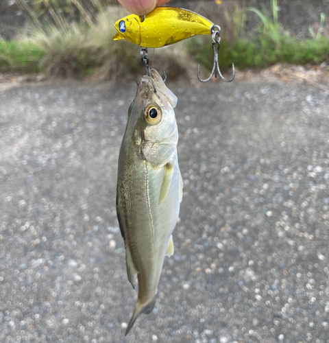 セイゴ（マルスズキ）の釣果