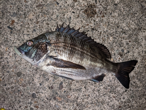 クロダイの釣果