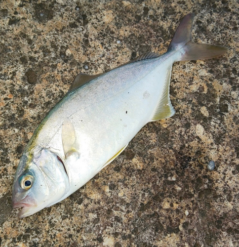 シオの釣果