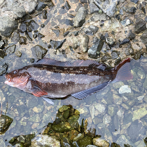 アイナメの釣果