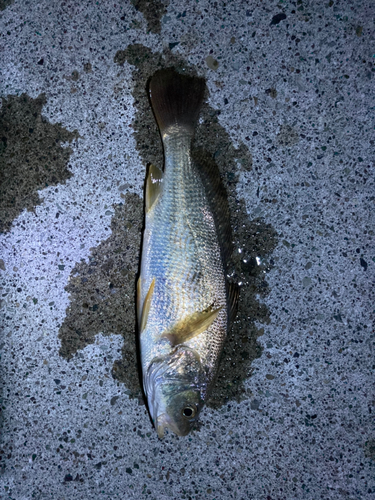 イシモチの釣果