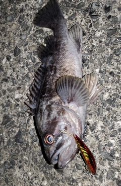 クロソイの釣果