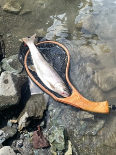 イワナの釣果