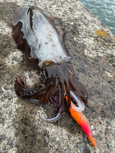 アオリイカの釣果