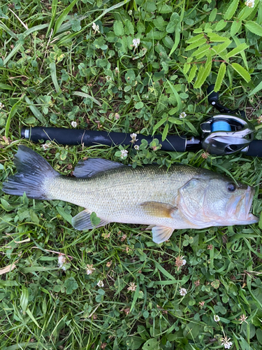 ブラックバスの釣果