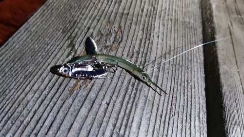 サヨリの釣果