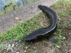 ライギョの釣果