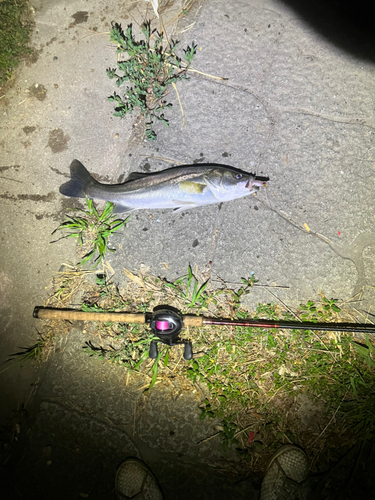 フッコ（マルスズキ）の釣果