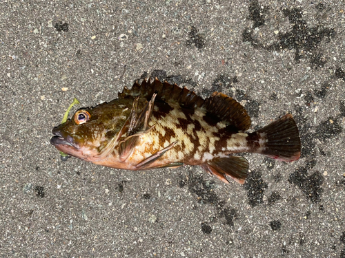 ガシラの釣果