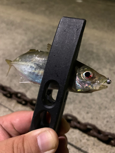 アオアジの釣果