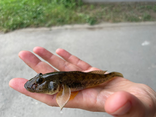 ハゼの釣果