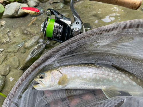 イワナの釣果