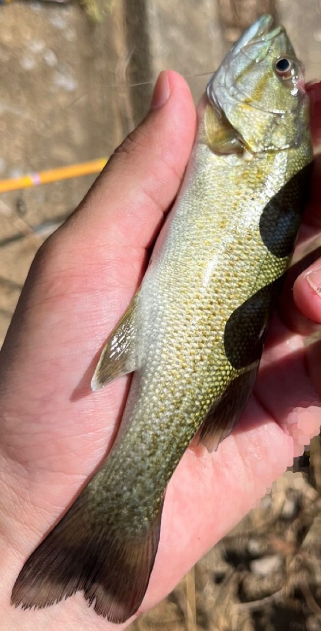 スモールマウスバス