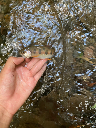 ヤマメの釣果