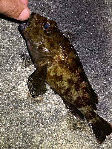 カサゴの釣果