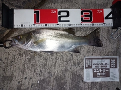 シーバスの釣果