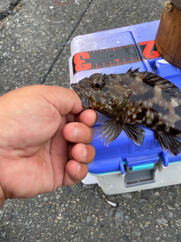 カサゴの釣果