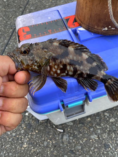 カサゴの釣果