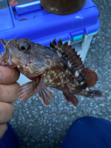 カサゴの釣果