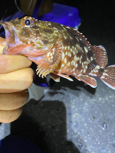 メバルの釣果