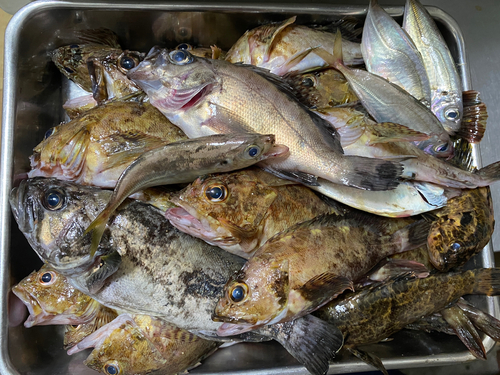 カサゴの釣果