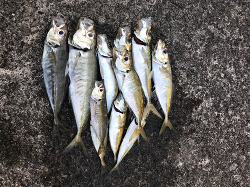 アジの釣果