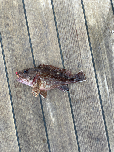 カサゴの釣果