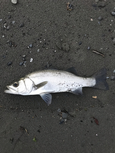 ヒラスズキの釣果