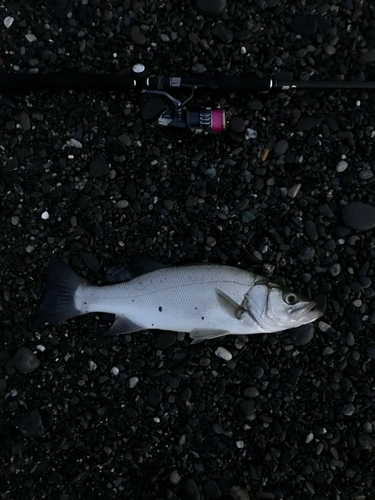 ヒラスズキの釣果