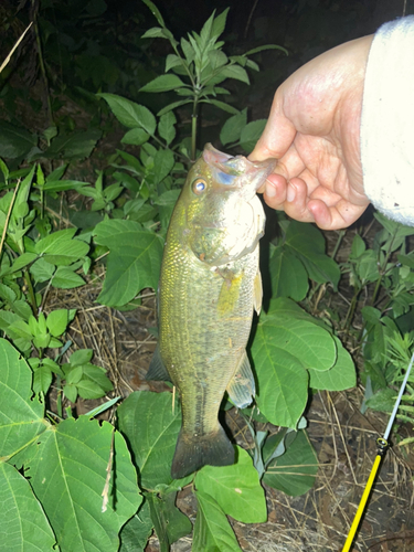 ラージマウスバスの釣果