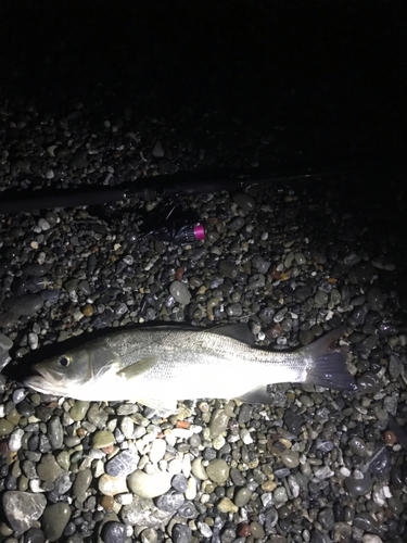 ヒラスズキの釣果