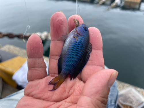 ソラスズメダイの釣果